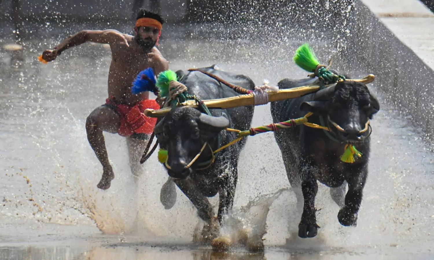 Kambala Races Held at Mysuru Dasara for First Time Kambala Races Held at Mysuru Dasara for First Time