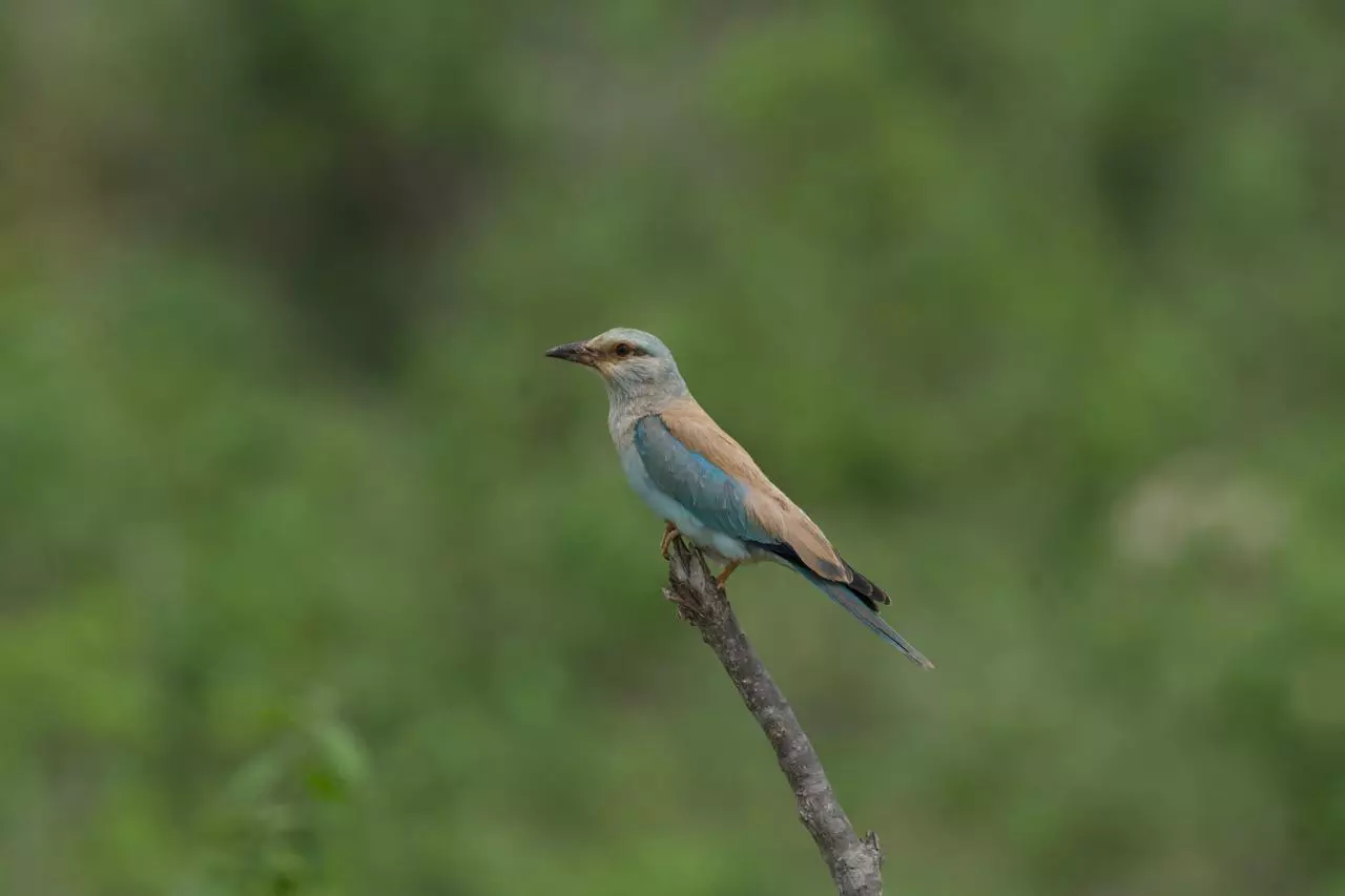 Bird Watchers Sight More European Rollers This Season Than Before In Karnataka Bird Watchers Sight More European Rollers This Season Than Before In Karnataka