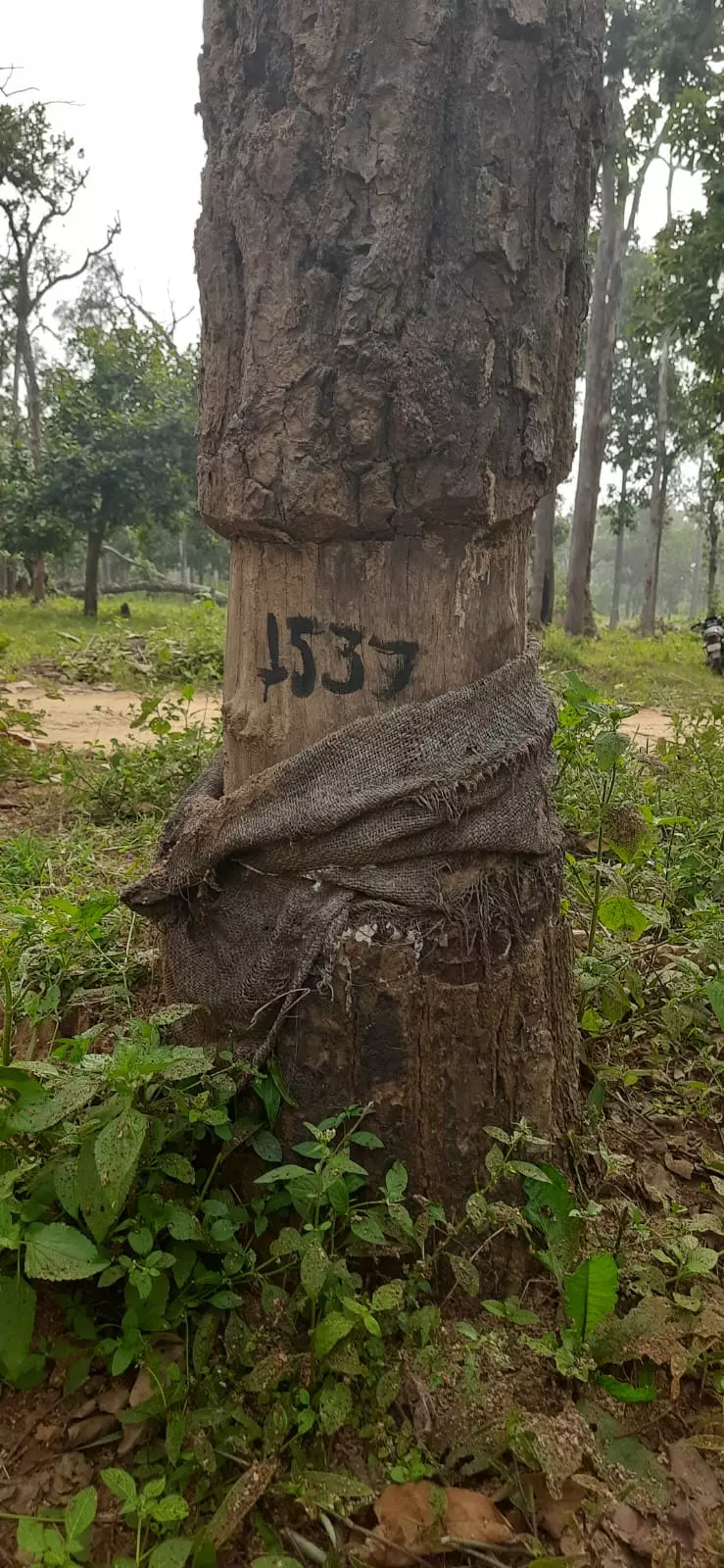In A First, C’garh Reserve, Origin Landscape Of Mahanadi River, Set To Launch Specialized Conservation Initiative To Restore Girdled Trees: Reports In A First, C’garh Reserve, Origin Landscape Of Mahanadi River, Set To Launch Specialized Conservation Initiative To Restore Girdled Trees: Reports