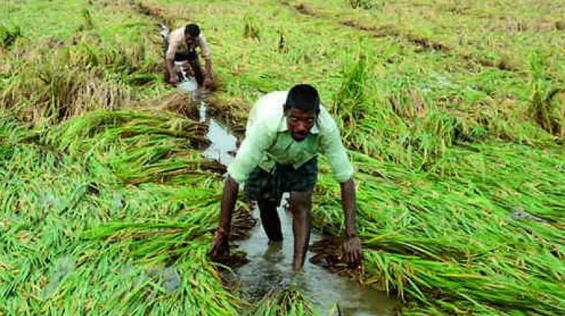 Godavari Levels Dip, Farmers Worry Over Irrigation Godavari Levels Dip, Farmers Worry Over Irrigation
