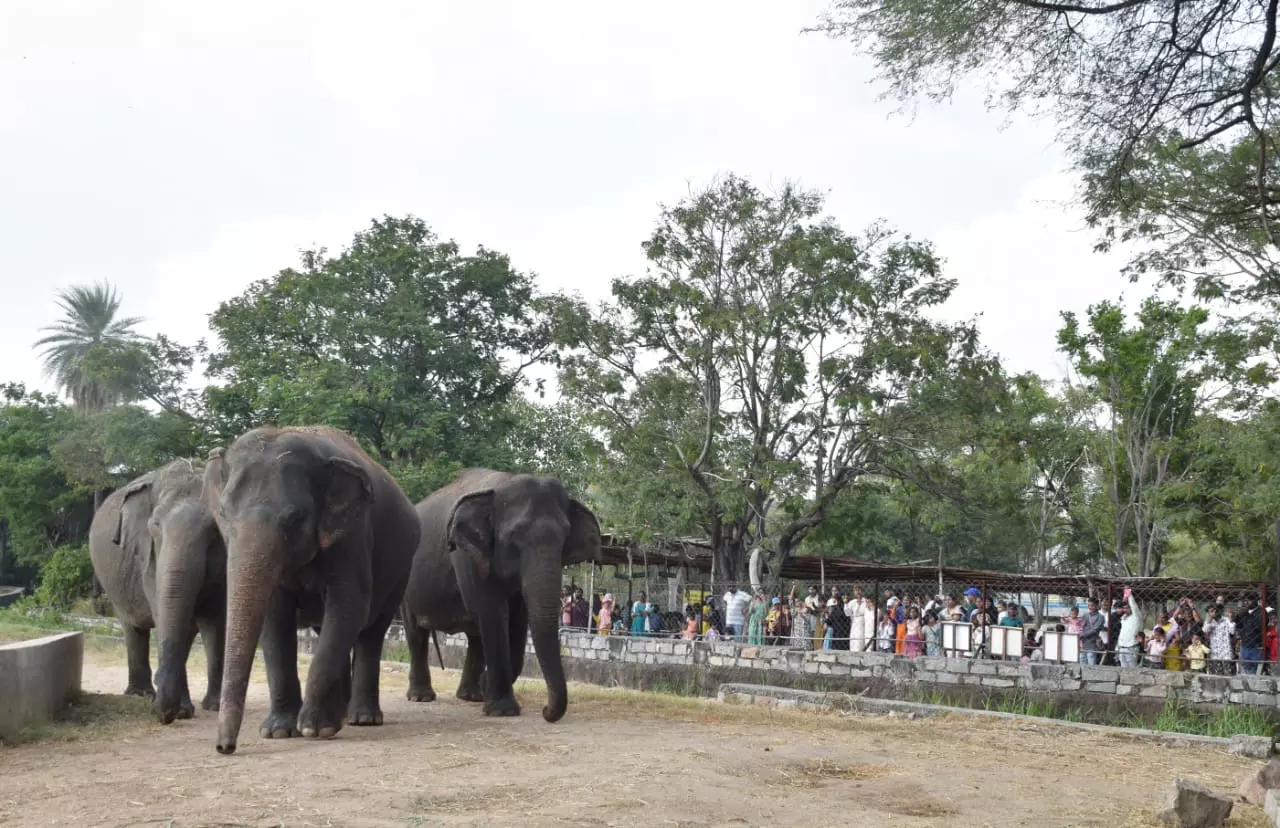 Hyderabad: Nehru Zoo Sees 20,480 Visitors Amid Dasara Rush Hyderabad: Nehru Zoo Sees 20,480 Visitors Amid Dasara Rush