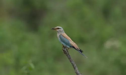Bird Watchers Sight More European Rollers This Season Than Before In Karnataka