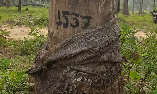 Chhattisgarh Tiger Reserve Launches Tree Restoration Drive to Revive Mahanadi Catchment Chhattisgarh Tiger Reserve Launches Tree Restoration Drive to Revive Mahanadi Catchment