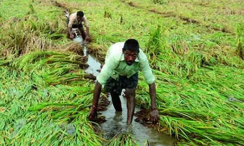 Godavari Levels Dip, Farmers Worry Over Irrigation Godavari Levels Dip, Farmers Worry Over Irrigation