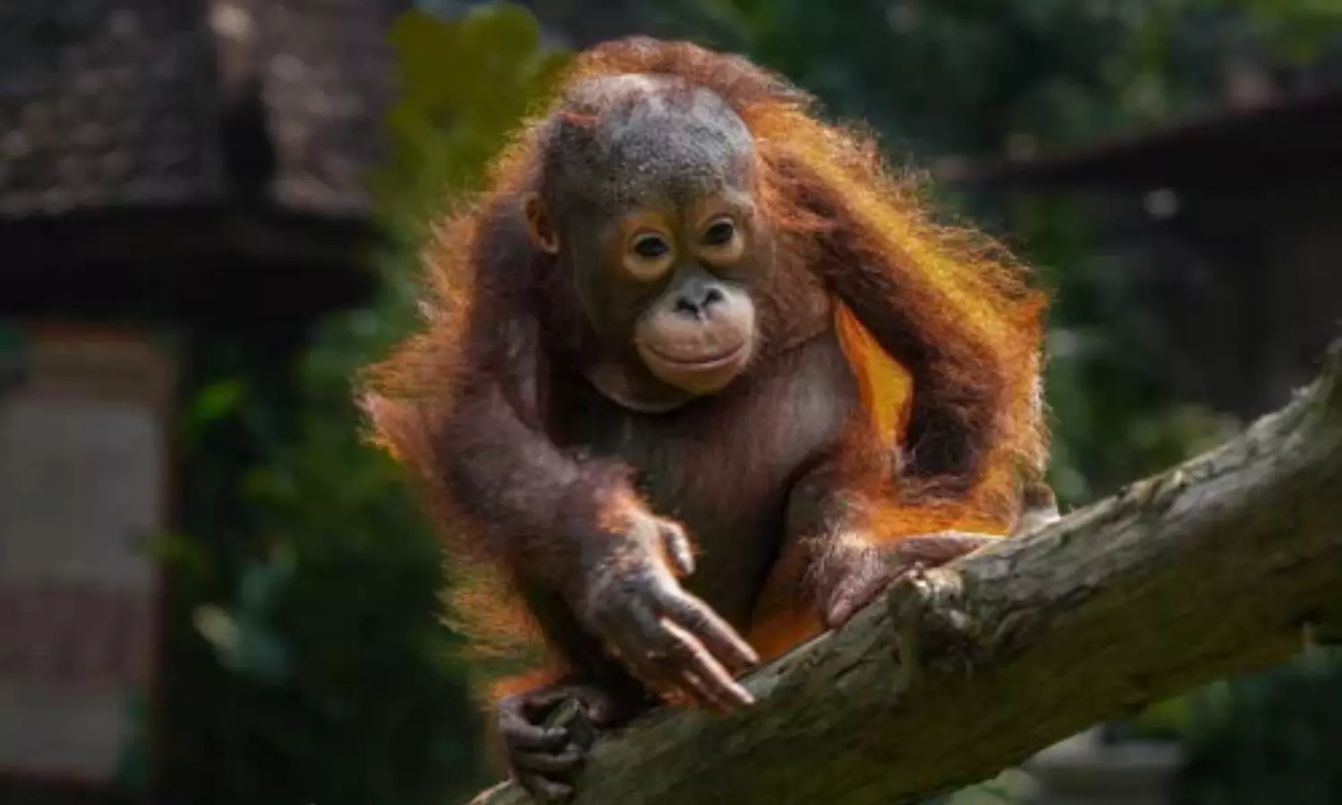 Rescued Baby Orangutan in India Repatriated to Indonesia