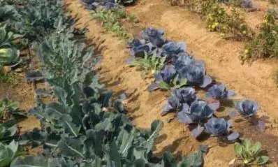 Farmers Turn Drought Into Opportunity Farmers Turn Drought Into Opportunity