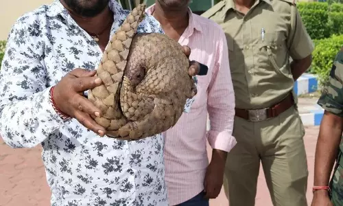Rare Female Pangolin Rescued Near Temple in Odisha’s Ganjam District Rare Female Pangolin Rescued Near Temple in Odisha’s Ganjam District