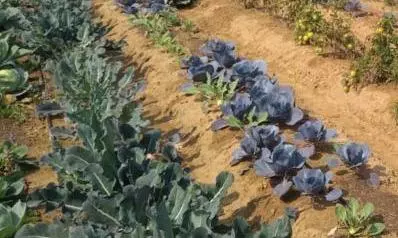 Farmers Turn Drought Into Opportunity
