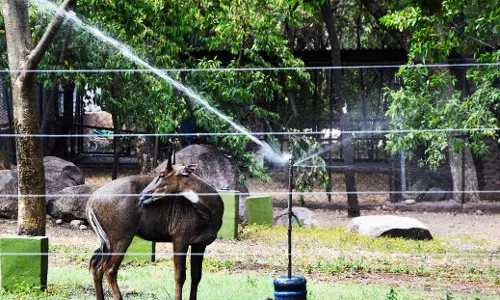 Zoo Braces For El Niño Impact
