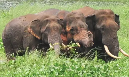 Constant Movement Of Elephant Herd Raising Concerns In PM District