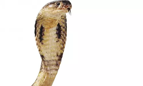 Visakhapatnam: 70-Year-Old Man Dies of Sea Snakebite