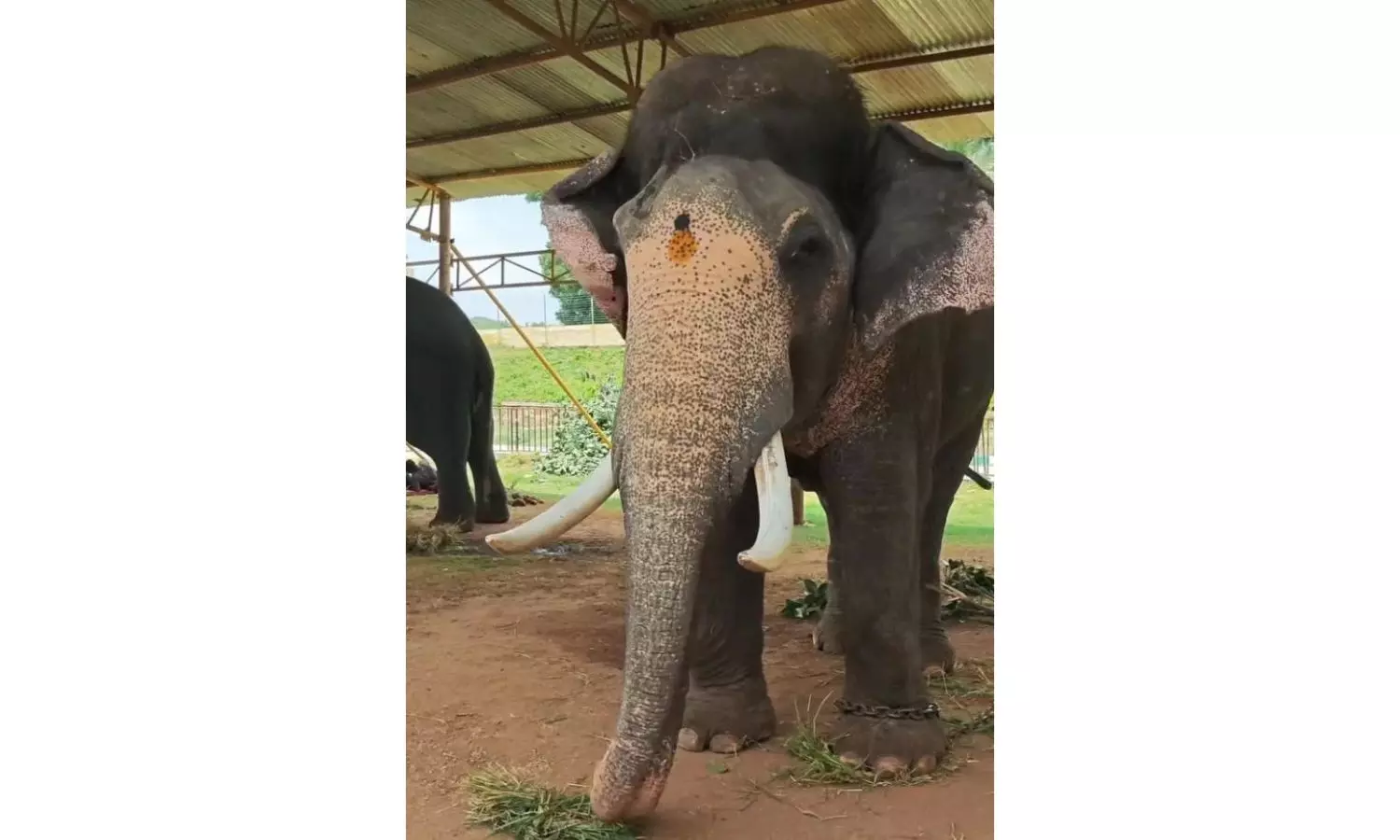 Veteran Jumbo Prashantha To Feery Golden Howdah On the Finale Of Mysuru Festivities, Mahout Happy Veteran Jumbo Prashantha To Feery Golden Howdah On the Finale Of Mysuru Festivities, Mahout Happy
