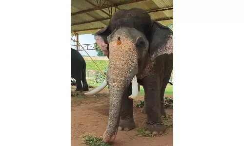 Veteran Jumbo Prashantha To Feery Golden Howdah On the Finale Of Mysuru Festivities, Mahout Happy