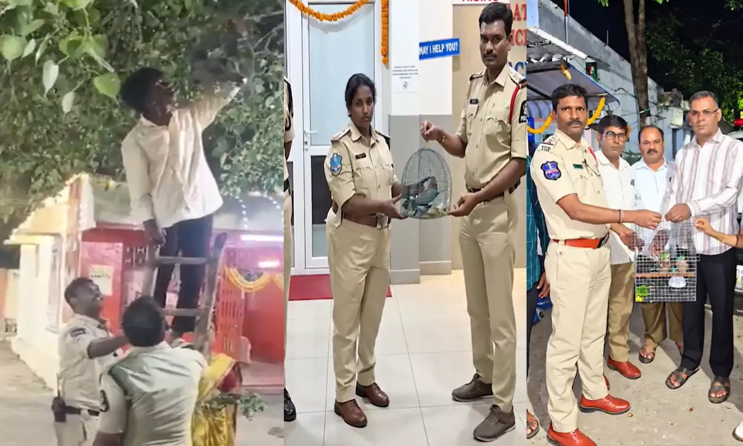 Hyderabad Police Rescue Palapitta Birds Caged For Dasara, Warn Strict Action Hyderabad Police Rescue Palapitta Birds Caged For Dasara, Warn Strict Action