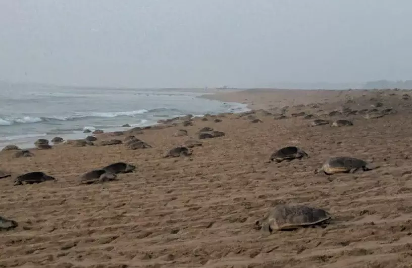 Odisha To Get International Research Centre For Olive Ridley Turtles Odisha To Get International Research Centre For Olive Ridley Turtles