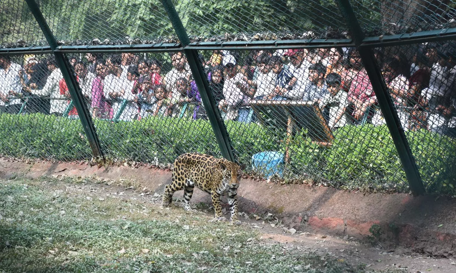 Reptile Awareness Conducted At Zoo Reptile Awareness Conducted At Zoo