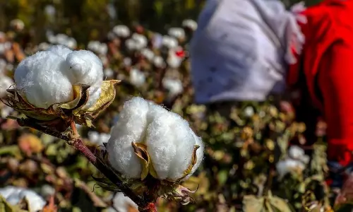 Drought Threatens Cotton Yield In Adilabad District, Farmers Fear Losses
