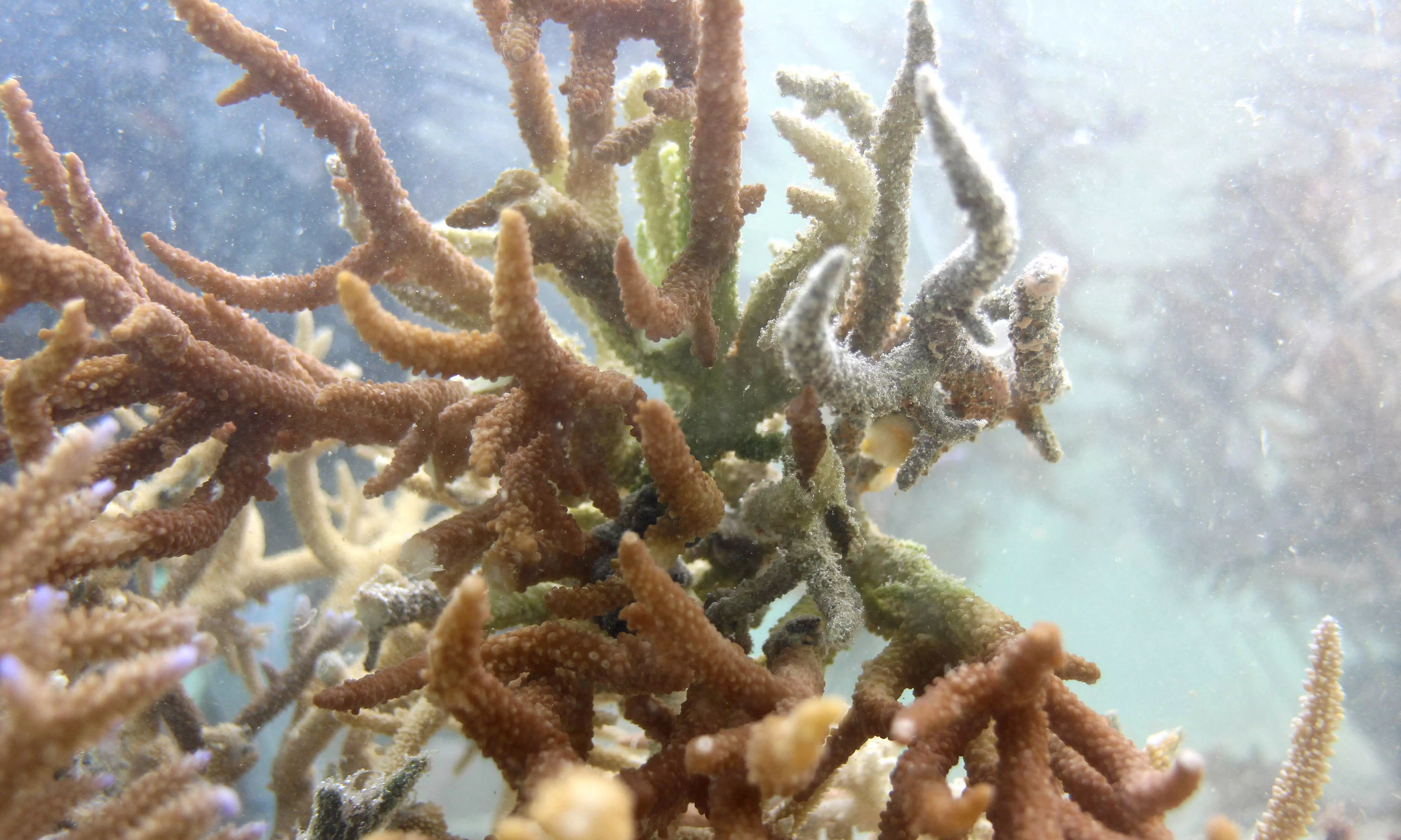 Coral Reefs on the Brink: Nearly All Face Collapse Within 50 Years, Study Warns Coral Reefs on the Brink: Nearly All Face Collapse Within 50 Years, Study Warns