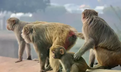 Telangana: Survey On Monkey Menace In Villages Telangana: Survey On Monkey Menace In Villages