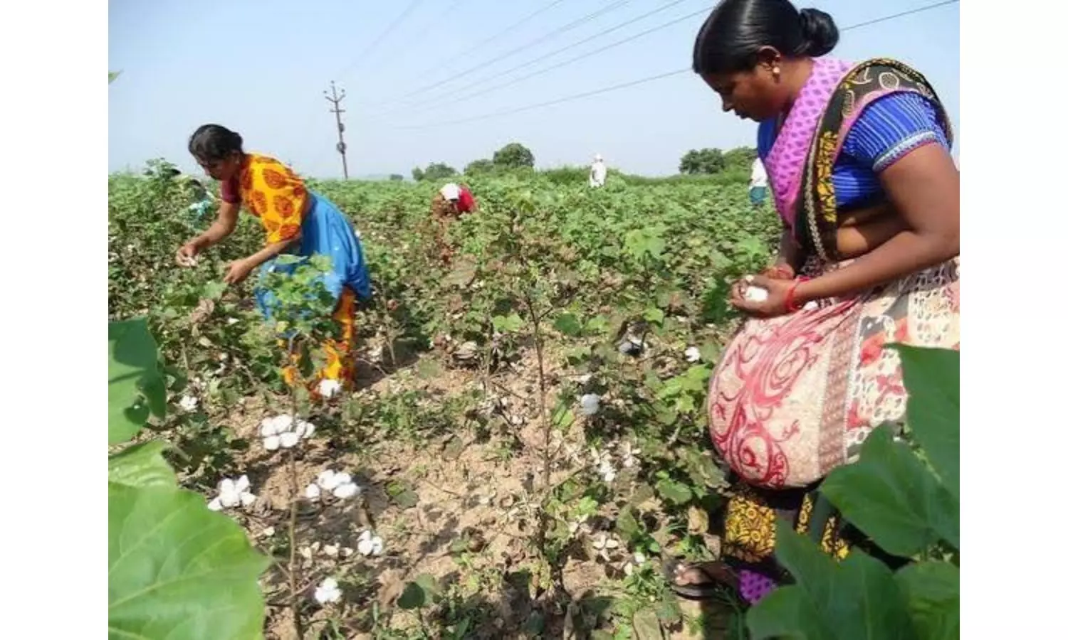 Telangana: CCI Opens 157 Purchasing Centres Telangana: CCI Opens 157 Purchasing Centres