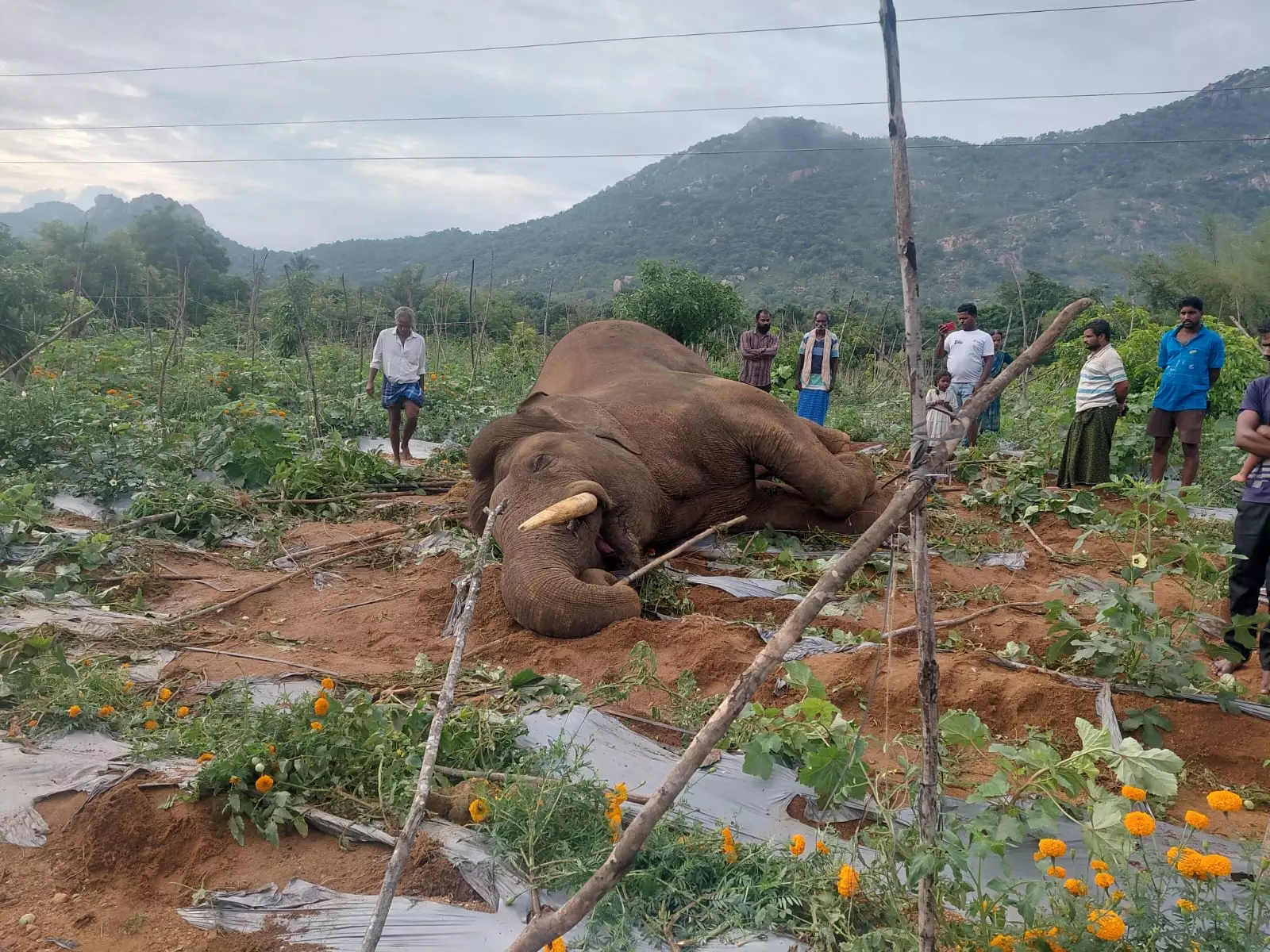 Wild Elephant Electrocuted By 11-KV Power Line In Chittoor District Wild Elephant Electrocuted By 11-KV Power Line In Chittoor District