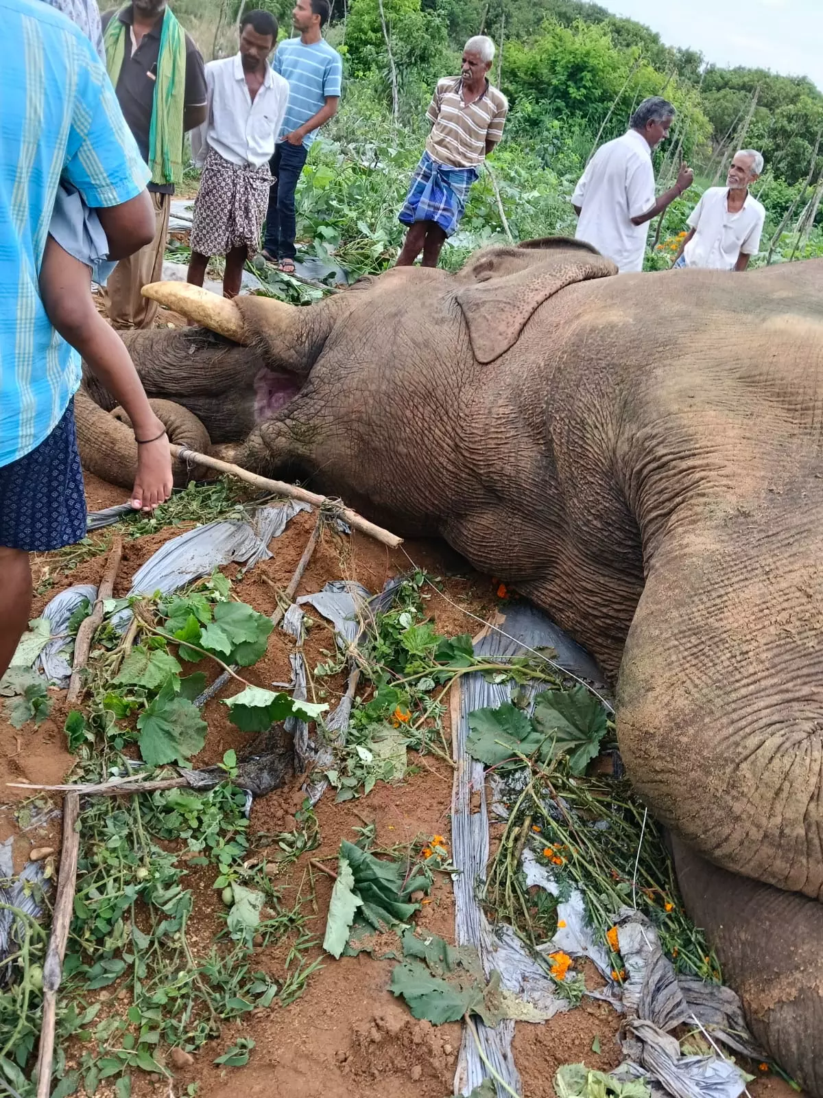 Wild Elephant Electrocuted By 11-KV Power Line In Chittoor District Wild Elephant Electrocuted By 11-KV Power Line In Chittoor District