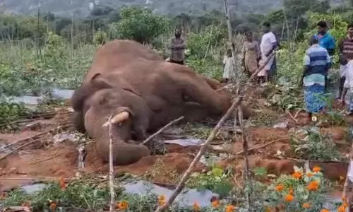 Wild Elephant Dies After Coming Into Contact With Live Wires in Chittoor