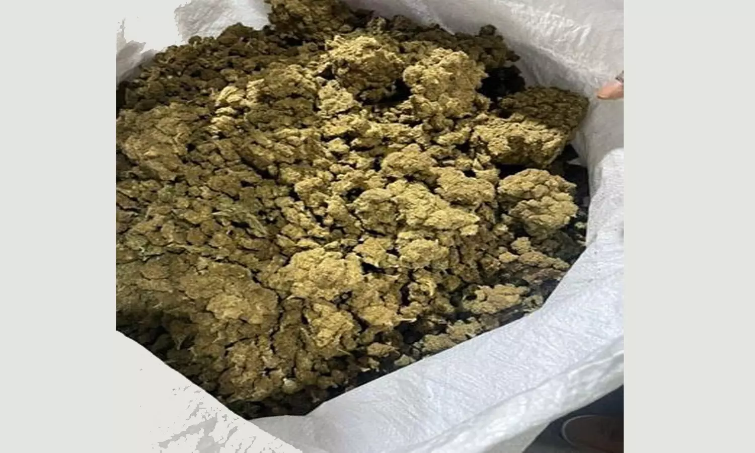 Rs 4 Crore Worth Hydroponic Ganja Seized at Bhogapuram Airport Rs 4 Crore Worth Hydroponic Ganja Seized at Bhogapuram Airport