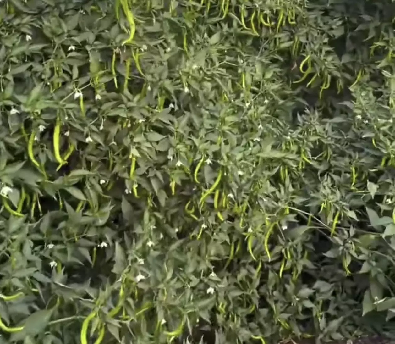 Horticultural Crops Across AP Highly Vulnerable to El Niño, Officials Warn Horticultural Crops Across AP Highly Vulnerable to El Niño, Officials Warn