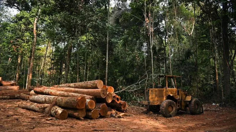Row Over Tree Felling for 3,000-MW Project Row Over Tree Felling for 3,000-MW Project