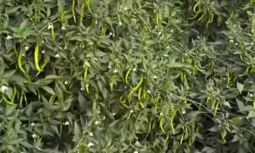 Horticultural Crops Across AP Highly Vulnerable to El Niño, Officials Warn