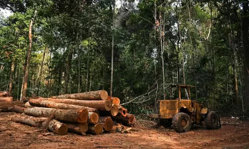 Row Over Tree Felling for 3,000-MW Project Row Over Tree Felling for 3,000-MW Project