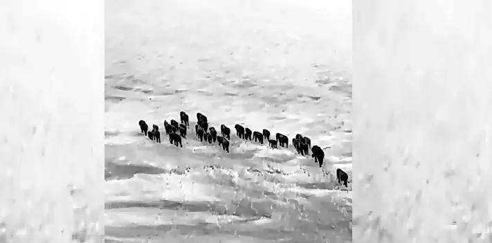 Gentle Giants Cross Odisha’s Brahmani River In A Breathtaking Wildlife Spectacle Gentle Giants Cross Odisha’s Brahmani River In A Breathtaking Wildlife Spectacle