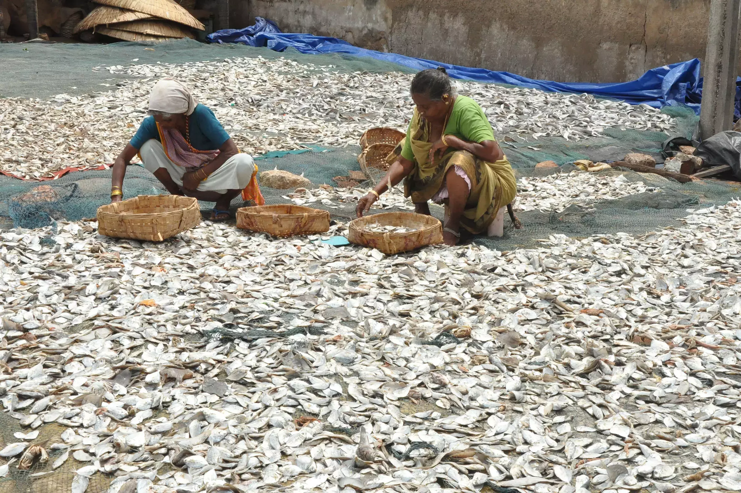 Caught Between Storm And Debt, Fisherwomen Face Uncertainty Caught Between Storm And Debt, Fisherwomen Face Uncertainty