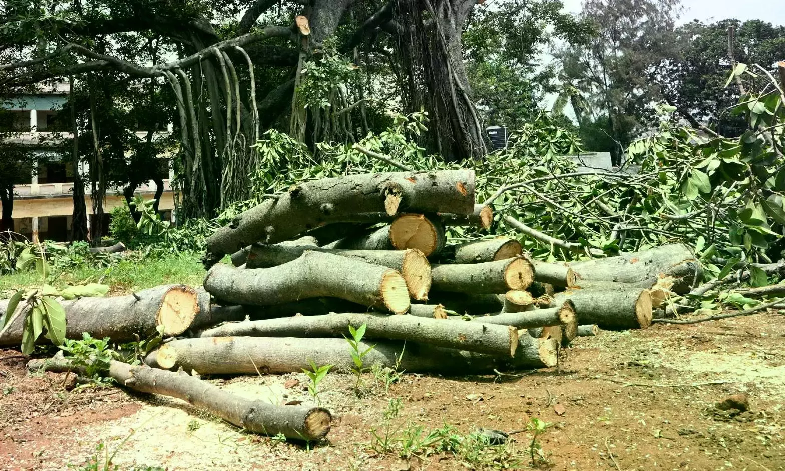 Mahayuti Rift Emerges Over Karjat Tree-Felling Row Mahayuti Rift Emerges Over Karjat Tree-Felling Row
