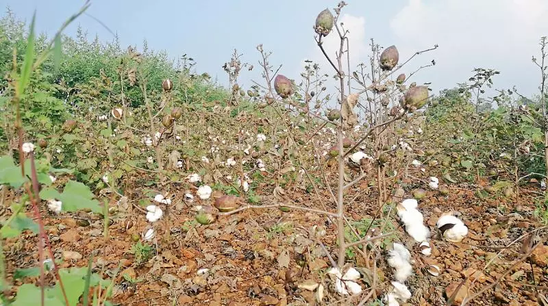El Niño: Tenant Farmers Worried Over Paying Rents to Landowners El Niño: Tenant Farmers Worried Over Paying Rents to Landowners