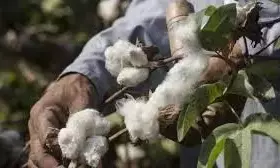 Cotton Yield Down 50 Per Cent Due To Drought In Adilabad