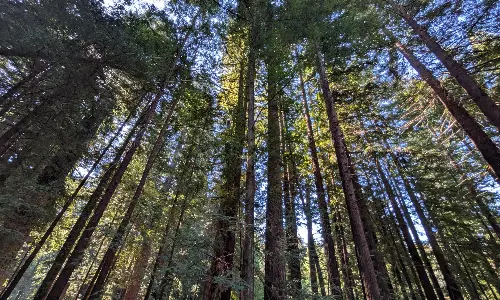 The Quiet Resilience of the Redwoods