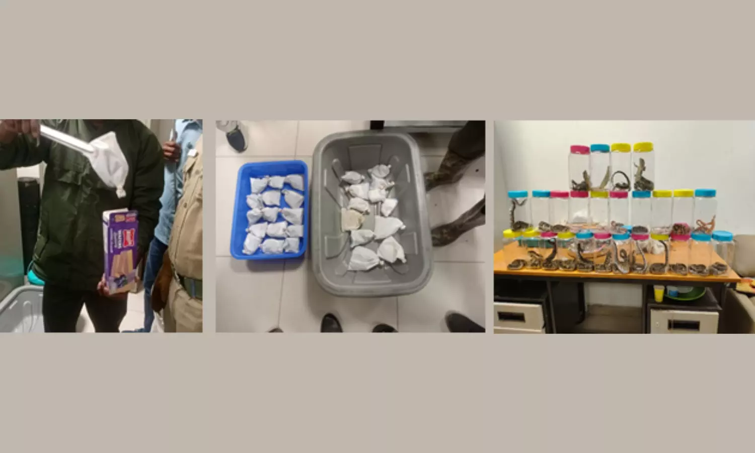 45 Live Reptiles Found Sedated in Food Packets at Trichy Airport 45 Live Reptiles Found Sedated in Food Packets at Trichy Airport