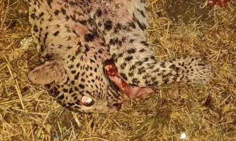 Kuno Cheetah Shot Dead; Centre Rushes Probe Team Kuno Cheetah Shot Dead; Centre Rushes Probe Team