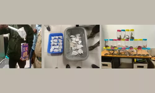 45 Live Reptiles Found Sedated in Food Packets at Trichy Airport