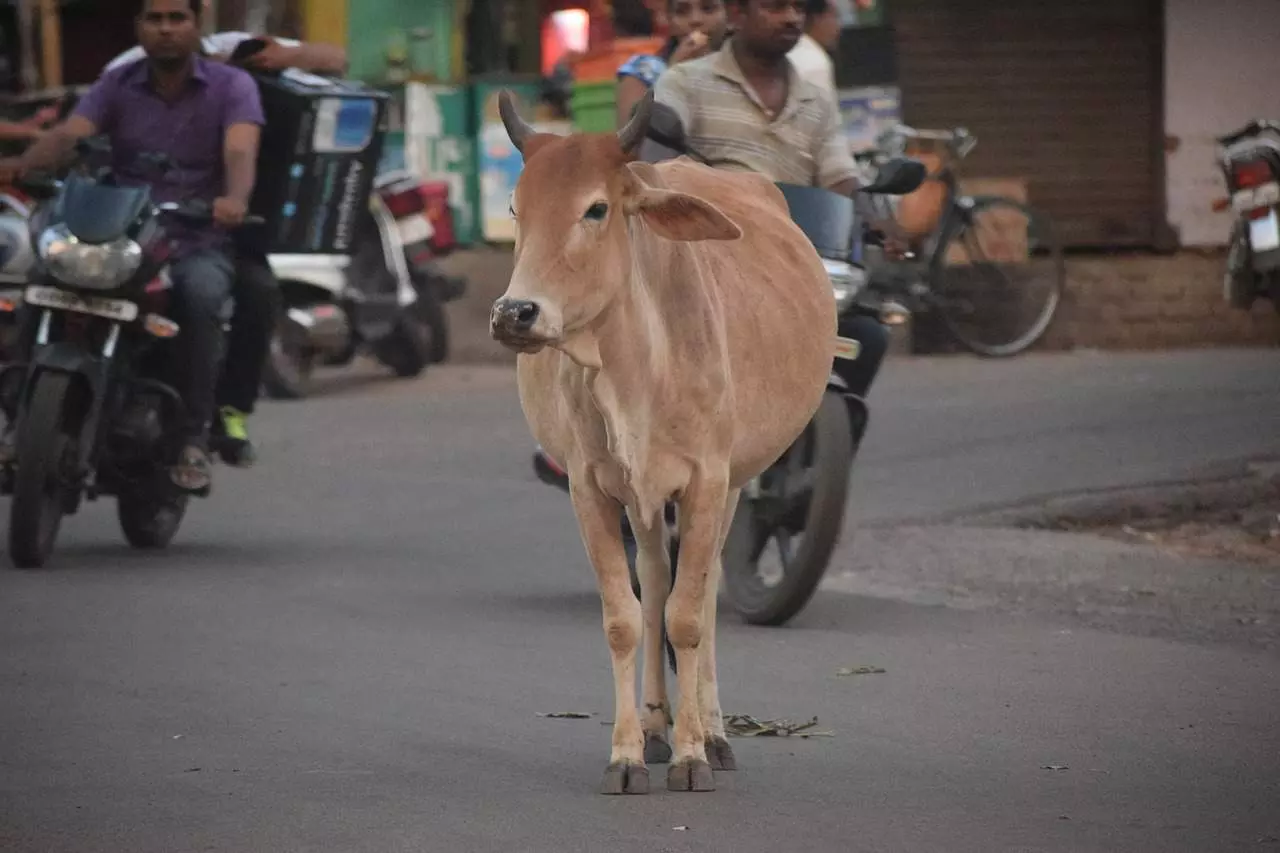 Stray Cattle on Poonamallee High Road Pose Threat to Motorists, Pedestrians Stray Cattle on Poonamallee High Road Pose Threat to Motorists, Pedestrians