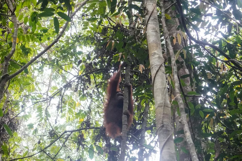 New Home For Orangutans Rescued From Indonesias Burning Forests New Home For Orangutans Rescued From Indonesias Burning Forests