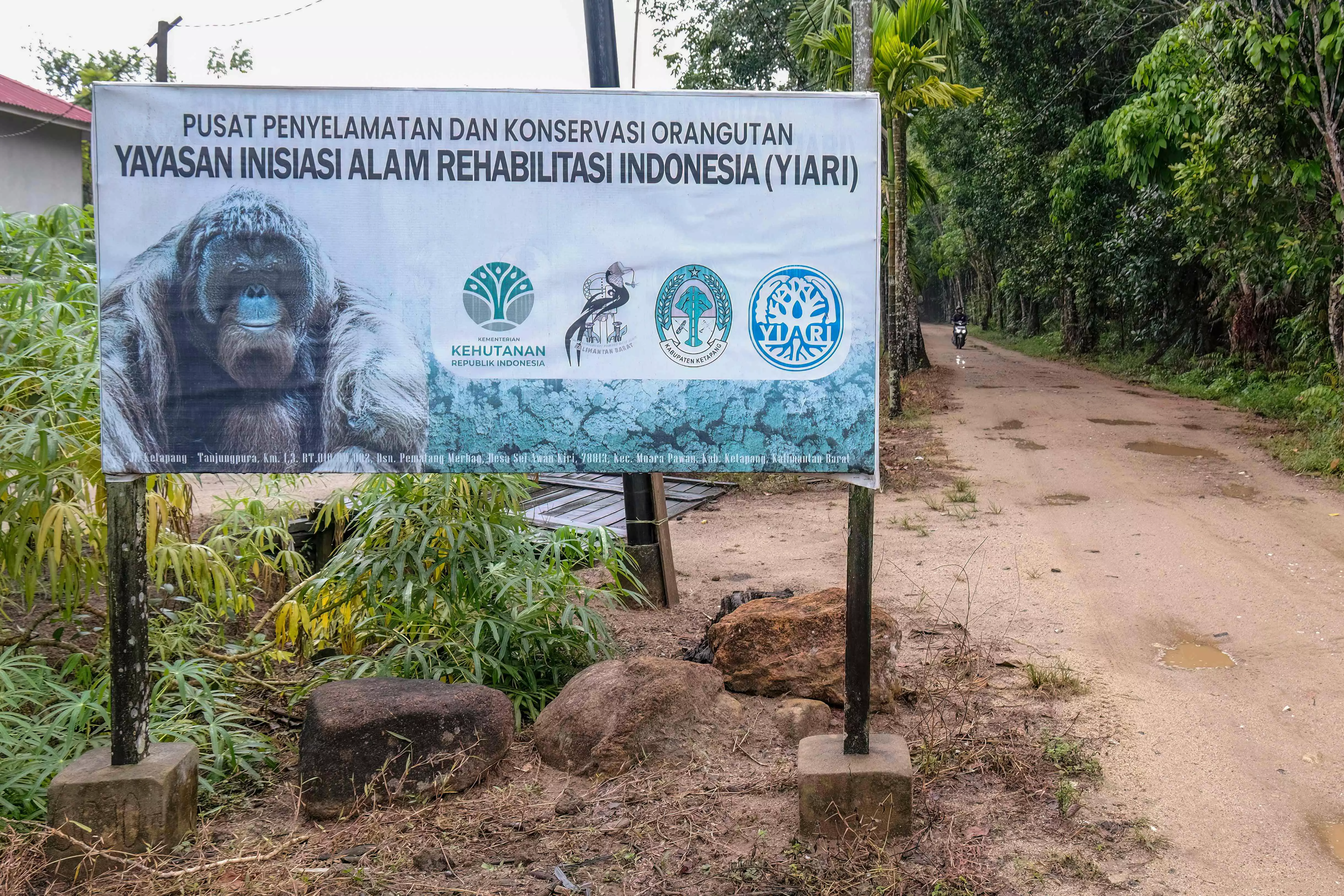 New Home For Orangutans Rescued From Indonesias Burning Forests New Home For Orangutans Rescued From Indonesias Burning Forests