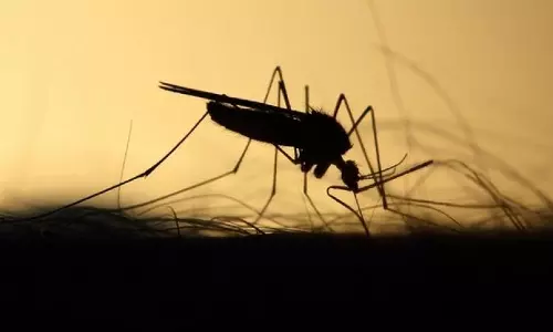 Dengue Cases Rising in Adilabad District Due to Poor Sanitation Dengue Cases Rising in Adilabad District Due to Poor Sanitation