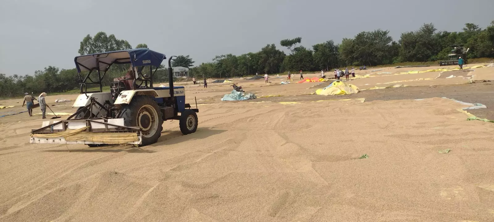 Arnab Cyclone Fears Lead To Fall In Paddy Prices Arnab Cyclone Fears Lead To Fall In Paddy Prices