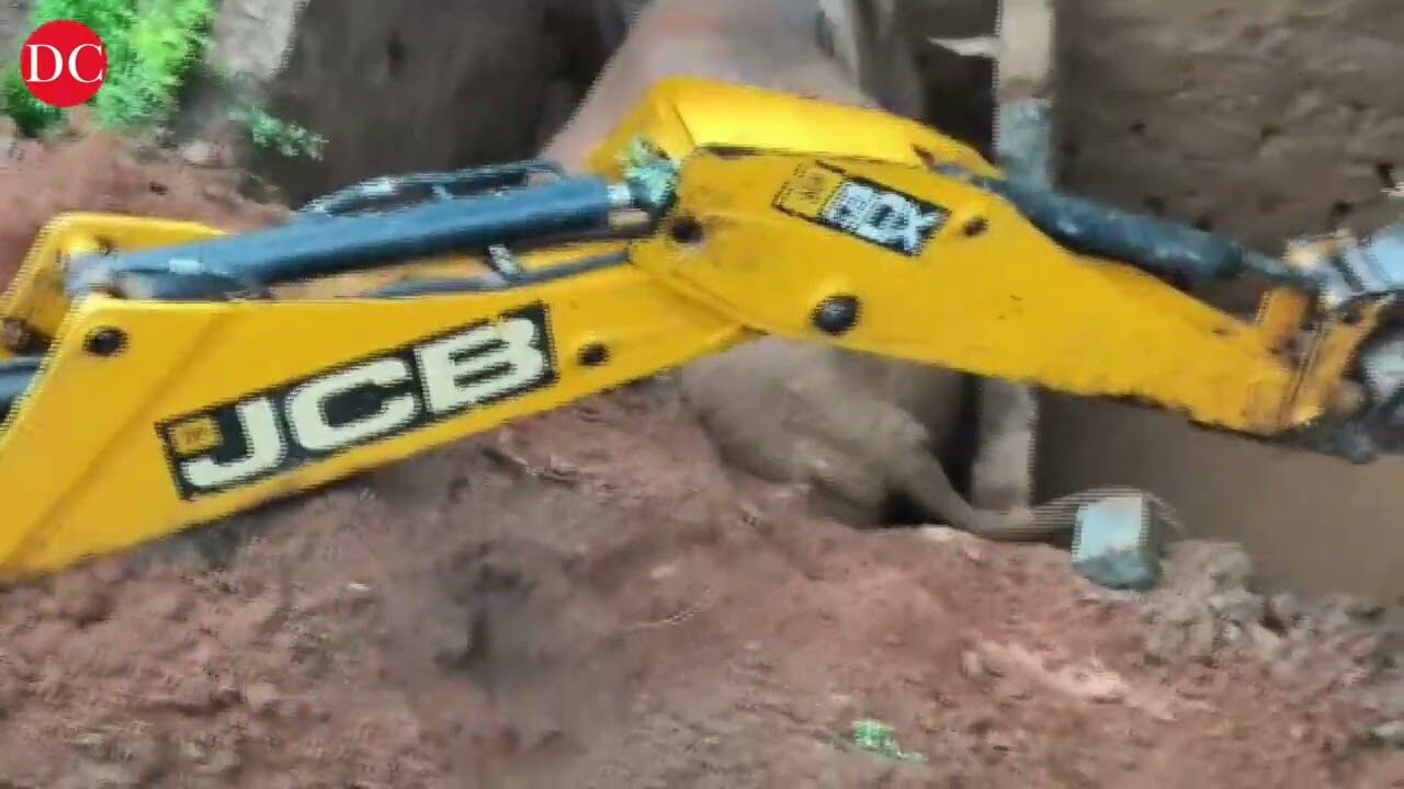 Karnataka: Elephant falls into toilet pit in Kodagu, rescued