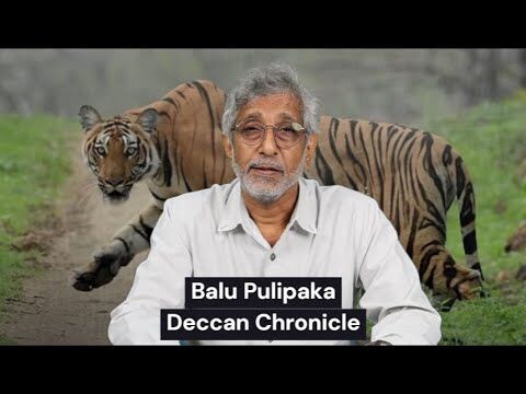 Tiger in Telangana: Desperate Measures to Handle Hungry and Irate Predator