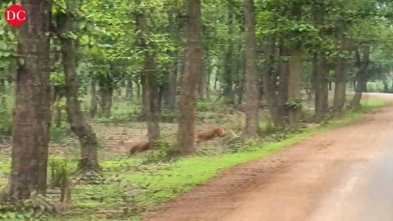 Bandhavgarh: All overhead power cables to be moved underground to prevent wildlife deaths