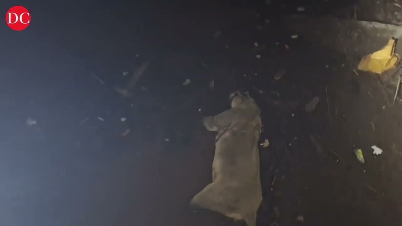 Junagadh: Lioness, cub found dead under suspicious circumstances